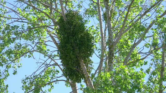 Mistletoe Parasite on a Tree: The Intriguing Life of a Hemiparasitic Plant in Nature in 4k slow motion 60fps