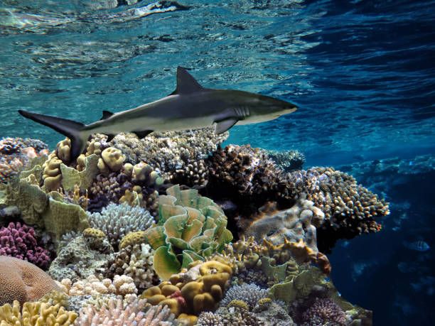 istock Red sea coral reef landscape with corals 1480517531