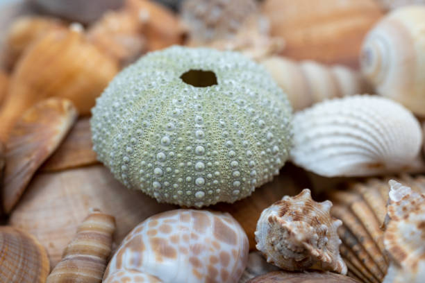 istock Set of sea shells in summer 1480522221