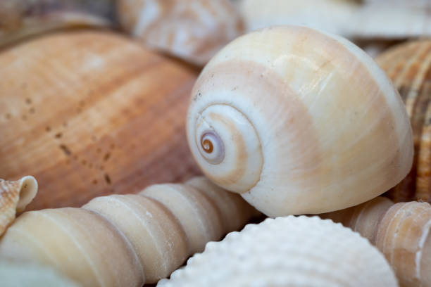 istock Set of sea shells in summer 1480522284