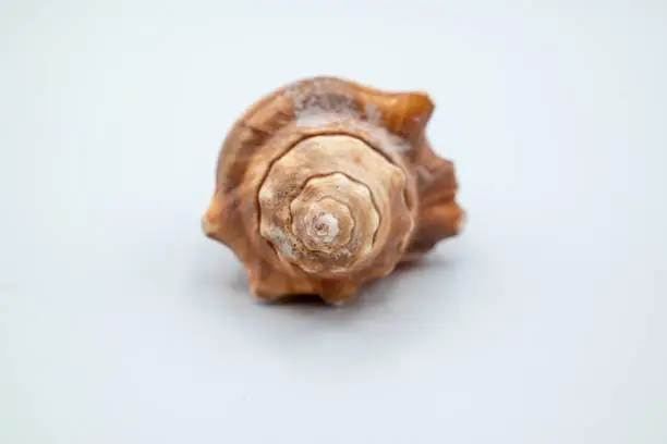 Colorful sea shell