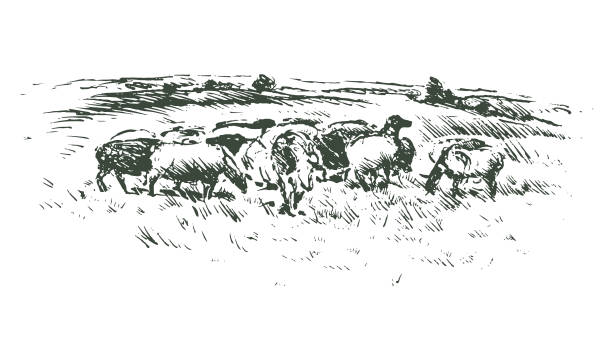 Cattle Grazing on Meadow This is a vector sketch illustration in inking style describing cattle grazing herd of cows stock illustrations
