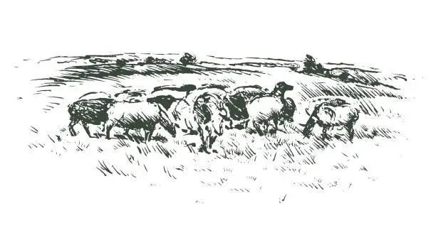 Vector illustration of Cattle Grazing on Meadow