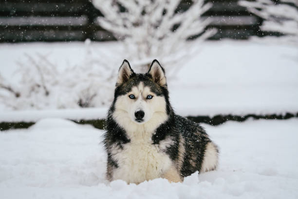 istock Young Siberian husky is playing in the snow 1480531416