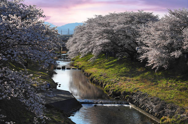 Cherry trees bloom beautifully along a river during spring in rural Japan.