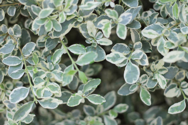 istock a leaf image, the nature concept photo 1480533260
