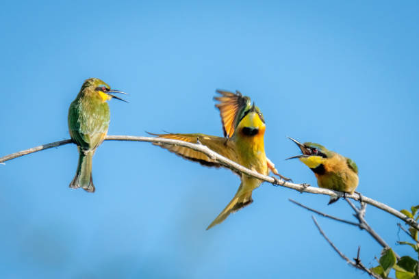 istock Little bee-eaters on branch chase away another 1480536289