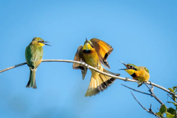 istock Little bee-eaters on branch chase off another 1480536290