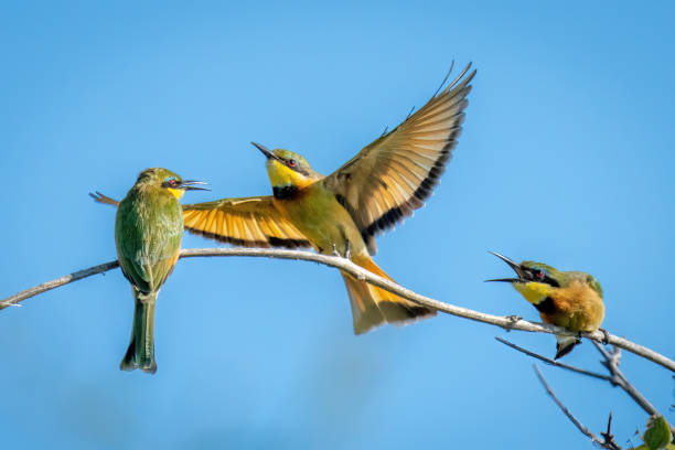 istock Little bee-eaters on branch chasing away another 1480536291