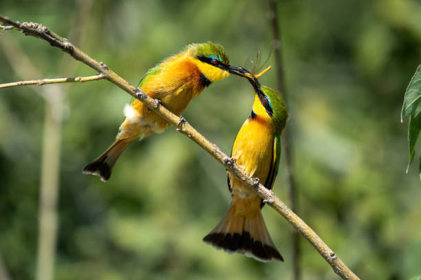 istock Little bee-eaters exchange dragonfly on diagonal branch 1480536292