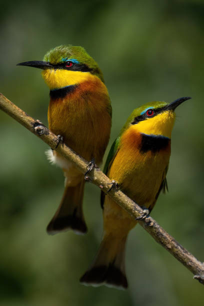 istock Little bee-eaters with catchlights on diagonal branch 1480536304