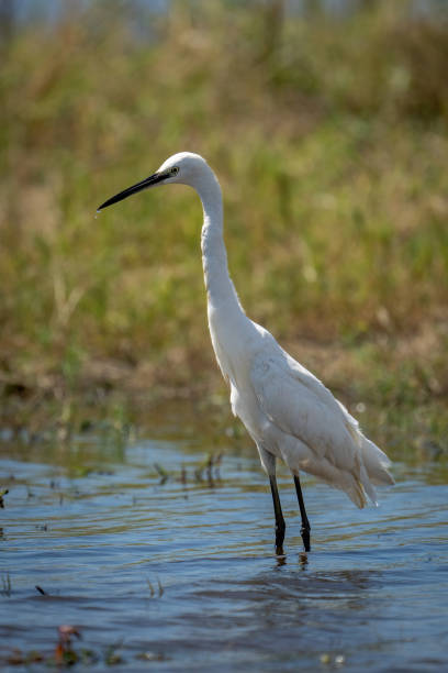 istock Little egret stands in shallows leaning forward 1480536842