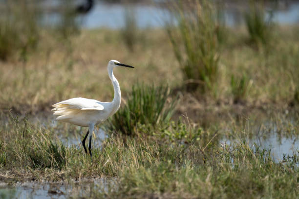 istock Little egret stands in grass on riverbank 1480536851