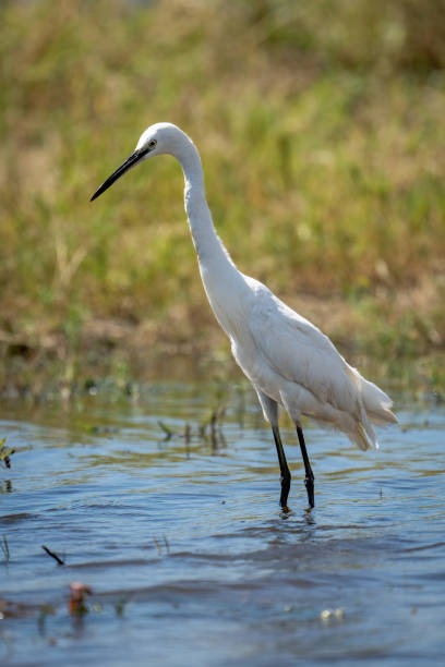 istock Little egret stands in water leaning forward 1480536863