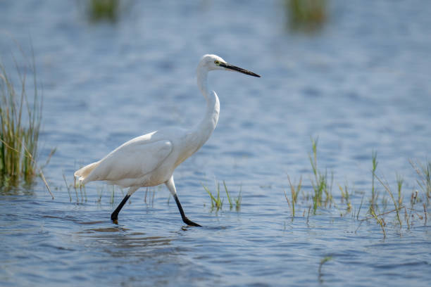 istock Little egret strides through shallows in sunshine 1480536905