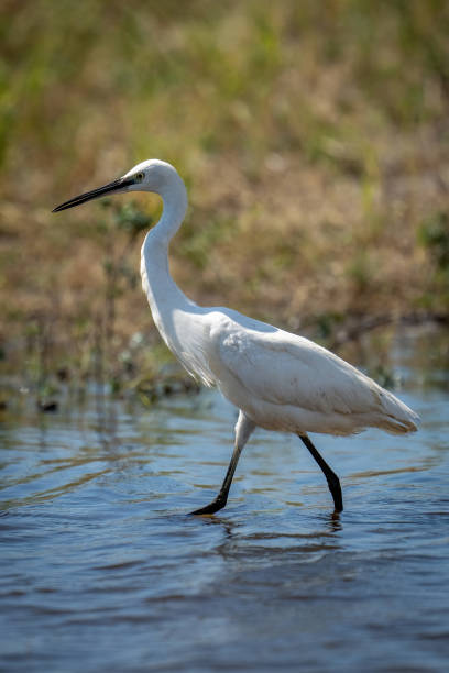 istock Little egret wades through river in sunshine 1480537459