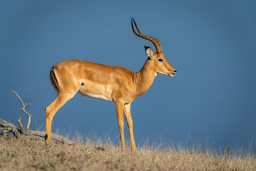 Male common impala stands on sunlit riverbank
