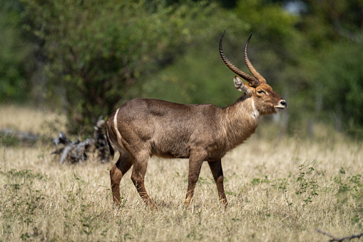 Male common waterbuck stands on sunlit grassland