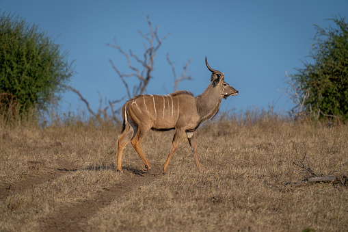 Male greater kudu crosses track in sunshine