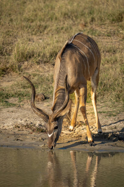 istock Male greater kudu stands beside waterhole drinking 1480539704