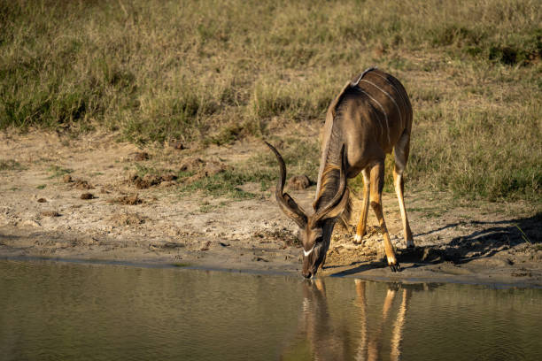 istock Male greater kudu stands drinking from waterhole 1480539715