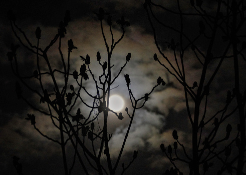 Moonlight chestnut blossom in silhouette early April