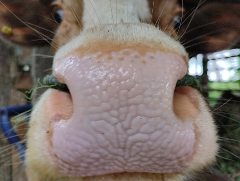 close-up of a cow in the stable