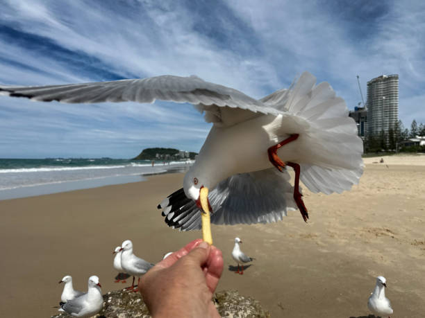 Seagull flying in to to eat french fry chip. gaviota en la playa volando para sacar un chip de papas fritas de una mano humana. la papa frita está en la boca de las gaviotas. arena y océano azul. cielo azul nublado en el fondo. burleigh heads headland en la distancia. gold coast queensland austr