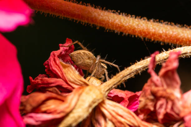 brown jumping spider on flower - white animal eye arachnid australia imagens e fotografias de stock