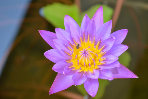 istock Water lily flower detail 1480545702