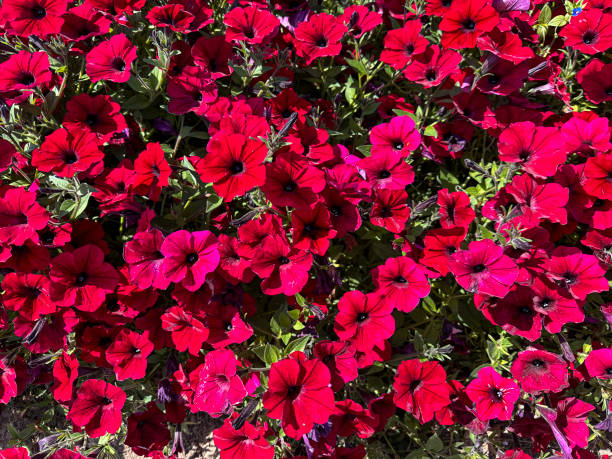緑の葉を持つ赤い開花ペチュニア(サーフィニア)