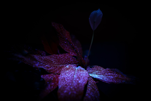 Flower under ultraviolet light. Spathiphyllum wallisii.