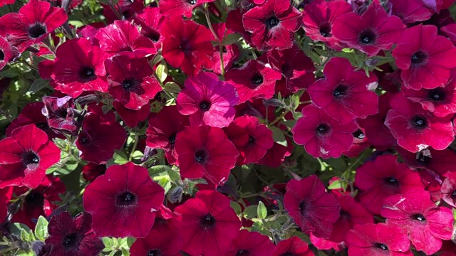 Red flowering petunia (Surfinia) with green leaves