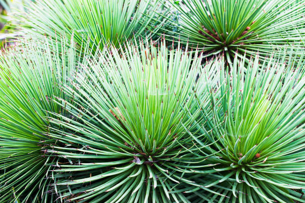 istock Agave stricta in a drought resistant garden 1480550823