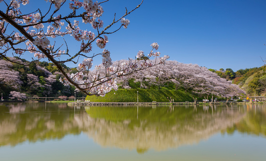Beautiful view sakura flower with water reflection.