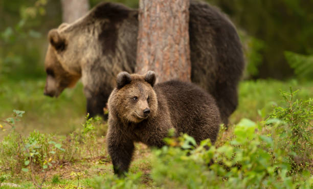 istock Eurasian Brown bear cub with a bear mama in the forest 1480553196