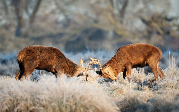 Red deer stags fighting in winter