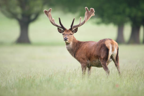 istock Red deer stag with velvet antlers in summer 1480554744