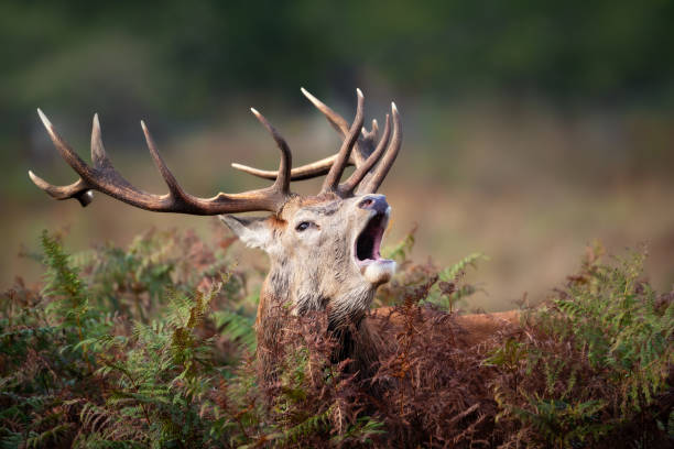 istock Red deer stag calling during rutting season in autumn 1480554782