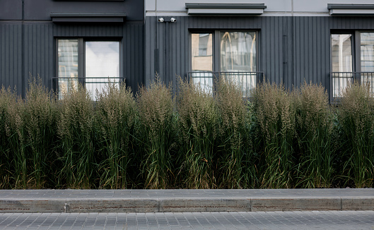 planted tall grass near a residential building. landscaping of the territory
