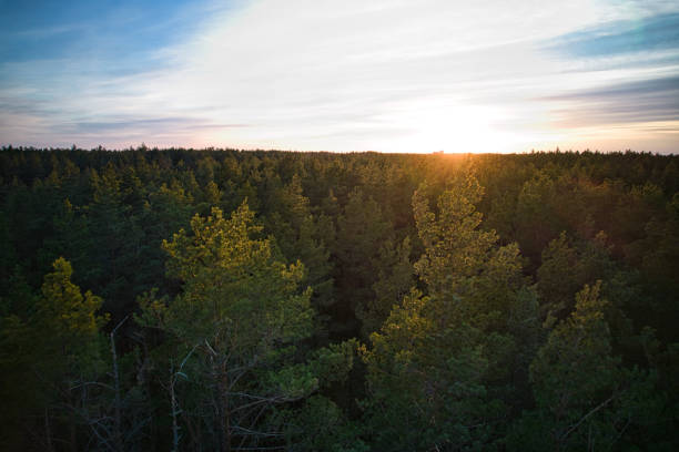 istock Directly above full frame shot of forest in autumn 1480557074