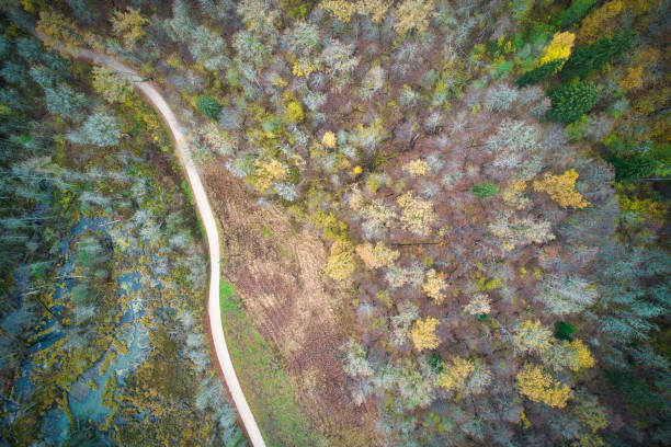 istock Directly above full frame shot of forest in autumn 1480557195