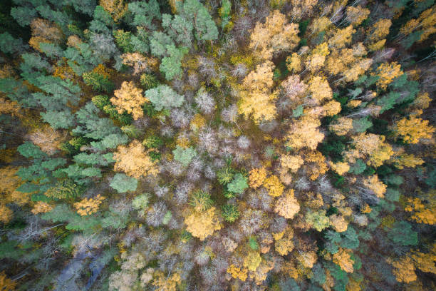 istock Directly above full frame shot of forest in autumn 1480557208