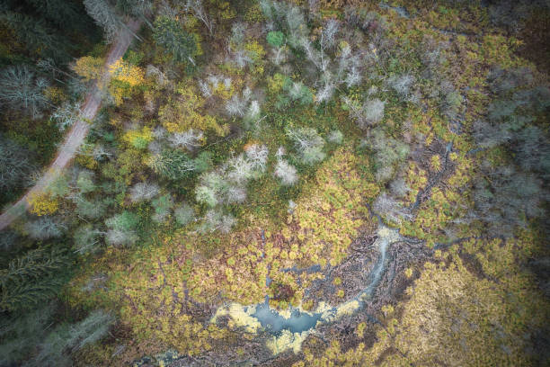 istock Directly above full frame shot of forest in autumn 1480557247
