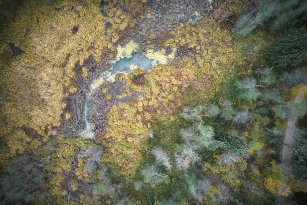 istock Directly above full frame shot of forest in autumn 1480557248