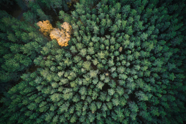 istock Directly above full frame shot of forest in autumn 1480557249
