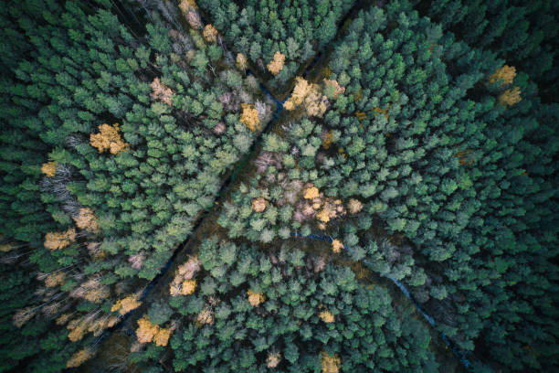 istock Directly above full frame shot of forest in autumn 1480558004