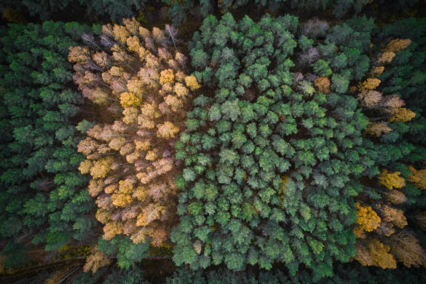 istock Directly above full frame shot of forest in autumn 1480558078