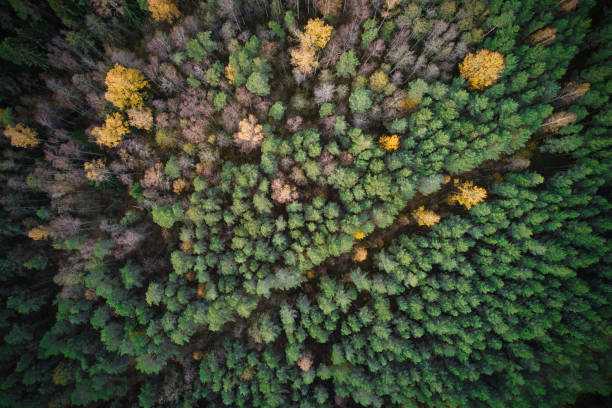 istock Directly above full frame shot of forest in autumn 1480558096