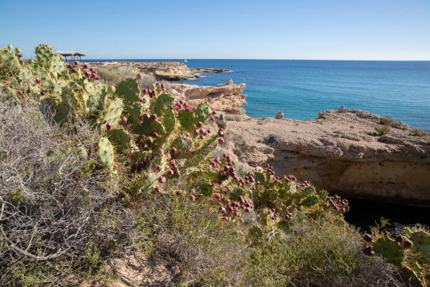 istock Wild Prickly Pear Cactus and Coastline, El Campello; Alicante; Spain 1480558106